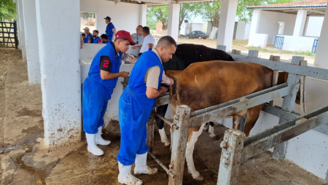 Inseminação artificial ganha espaço nas fazendas e fortalece a competitividade da pecuária brasileira