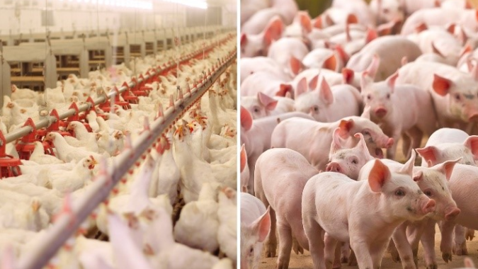 Exportações de aves, carne suína e pescado mostram ritmos diferentes em março