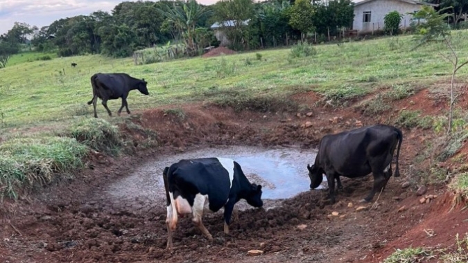 Estiagem avança no paraná, afeta produção leiteira e leva municípios a decretarem emergência