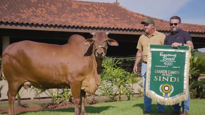 Vaca cearense é a grande campeã nacional da raça Sindi