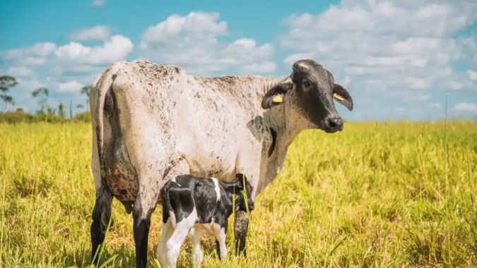 Pecuária leiteira capixaba ganha ferramenta inédita de sustentabilidade