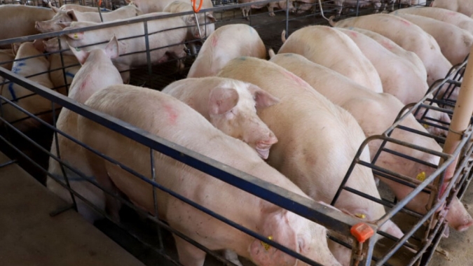 Suinocultura no Sul: plantel de matrizes cresce no Rio Grande do Sul e indica retomada do setor
