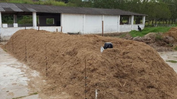 Compostagem de carcaças ganha força como solução prática e segura nas granjas brasileiras
