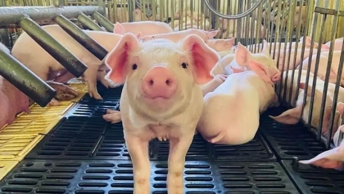 Uso de aditivos em suínos como aliado da rentabilidade