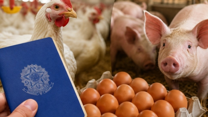 Emprego: Avicultura sustenta saldo positivo, enquanto suinocultura avança pouco em meio à queda do agro, aponta Caged