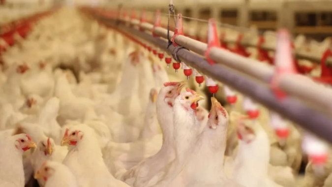 Colômbia avança em biossegurança e amplia competitividade na avicultura