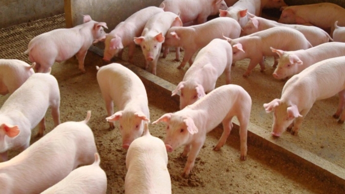 Gigante europeu aposta no Paraguai com aporte bilionário na suinocultura