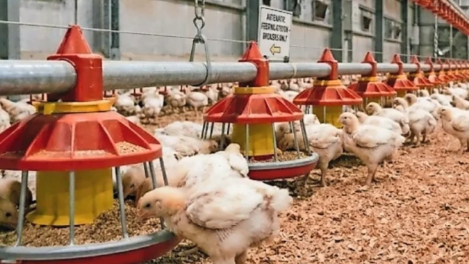 Demanda por ração para aves sustenta estabilidade do mercado europeu em 2026