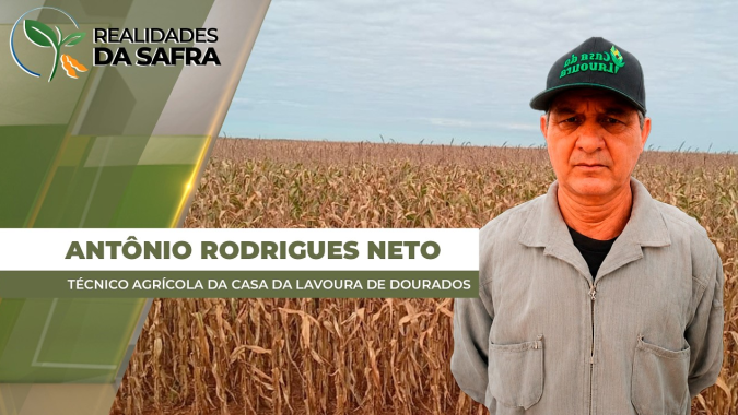 Presença de umidade atrapalha na secagem do milho de segunda safra na região de Dourados / MS