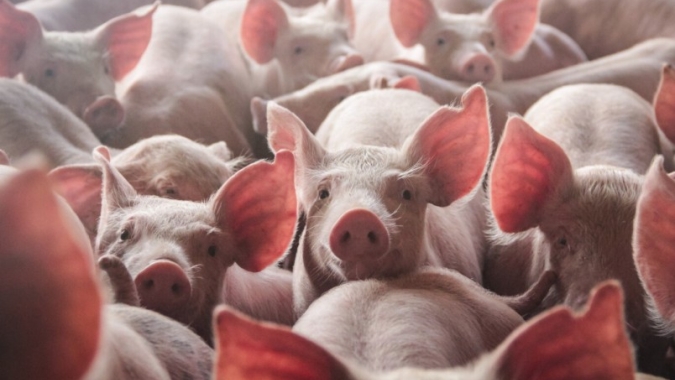 ABCS lança plataforma inédita de inteligência de mercado para a suinocultura brasileira