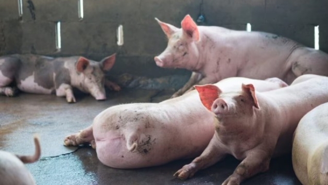 Frimesa adotará Cobre e Solta em novos projetos para matrizes suínas