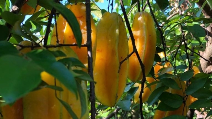 Carambola é o produto destaque da semana (17 a 21/06) no atacado da CEAGESP