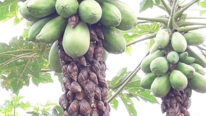 Mamão/Cepea: Caramujo-africano preocupa produtores no Norte do ES