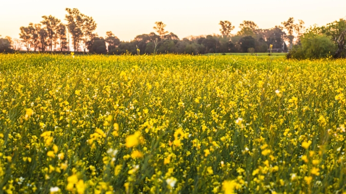 Cultivo de Carinata avança no Brasil com produção 100% contratada pela indústria