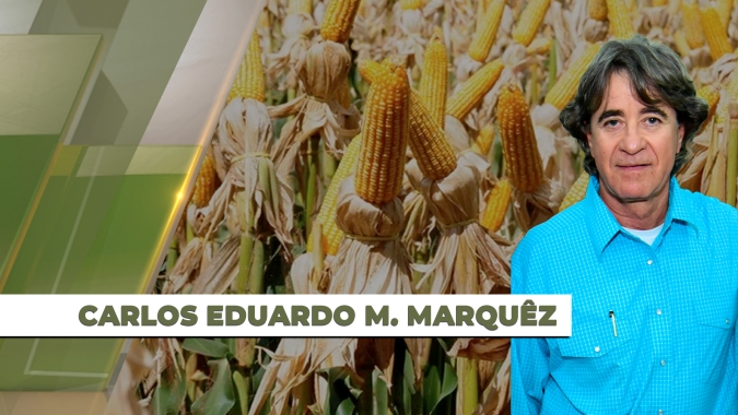 Caarapó/MS finaliza colheita do milho com perda de 55% na produtividade