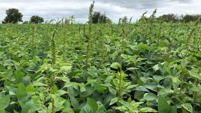 Evento on-line apresentará detalhes de nova planta daninha  presente em Mato Grosso do Sul