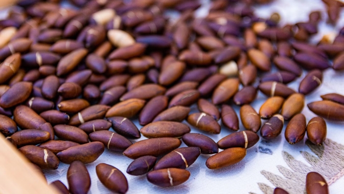 Castanha de baru conquista mercado europeu e impulsiona bioeconomia do Cerrado