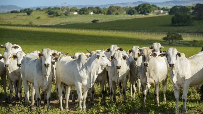 Agrobrazil: Média de negócios registrados em Goiás sobe para para R$ 301,92/@