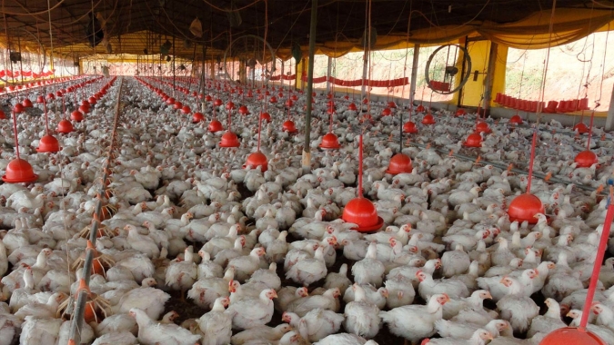Frango, ovo, milho e inflação; em dezembro, em 2019 e na vigência do real