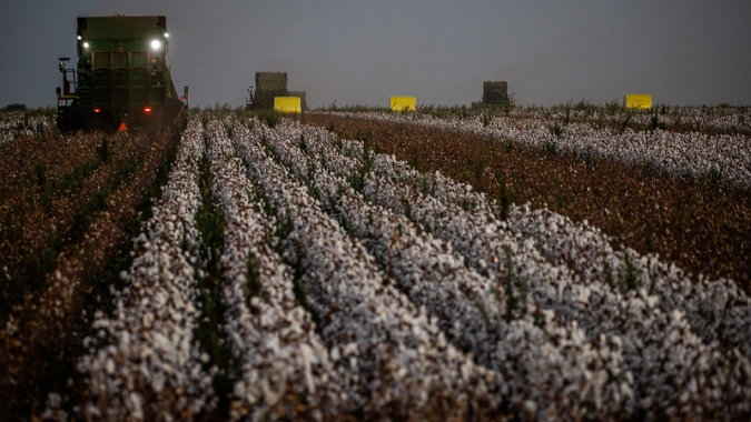Projeto Ouro Branco promete revolucionar cultivo do algodão em São Paulo