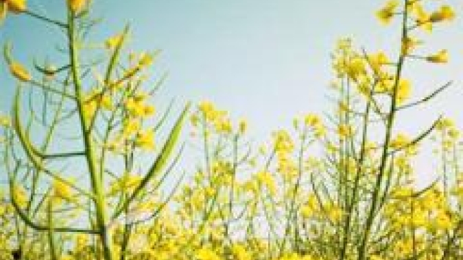Iniciada colheita da canola no RS