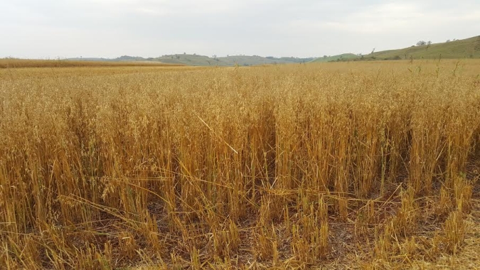 Comissão Brasileira de Pesquisa com Aveia vai testar linhagens desenvolvidas pela Epagri