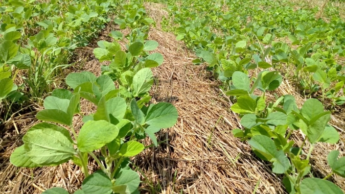 Chuvas animam produtores e contribuem para retomada dos plantios de soja