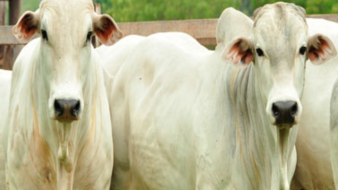 Boi/Cepea: Novo caso atípico de vaca louca deixa setor pecuário em alerta