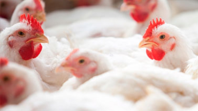 Exportação de carne de frango do Brasil avança 2,8% em 2019