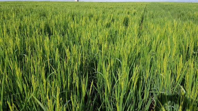 Plantio do arroz no Rio Grande do Sul está próximo de ser concluído