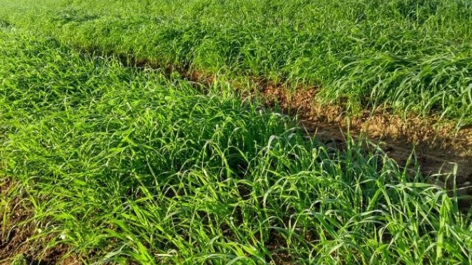 Compra subsidiada de sementes de aveia e de azevém incentiva a agricultura em Cocal do Sul/SC