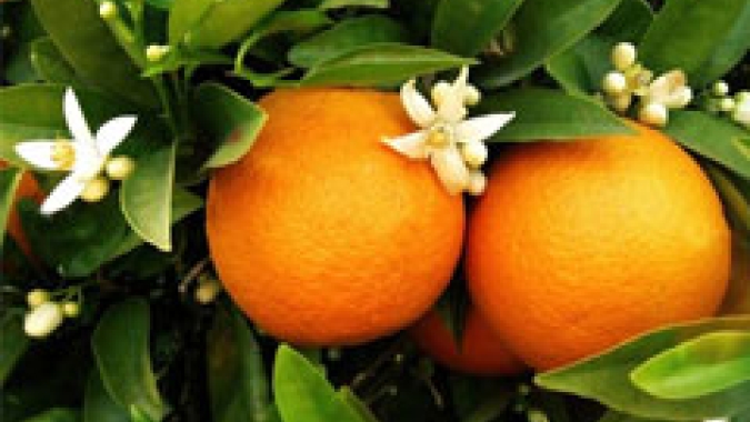 Produtividade dos citros pode ser impulsionada com biofertilizante para mitigação de estresse térmico