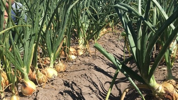 Cebola/Cepea: São José de Rio Pardo e Monte Alto aumentam oferta