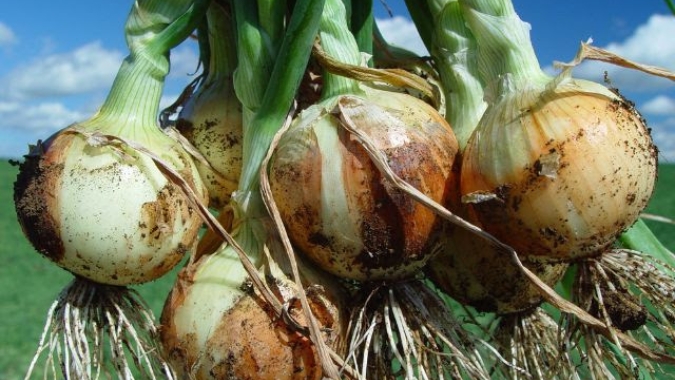 Safra de inverno 2023/2024: Epagri prevê aumento na área plantada com cebola em SC