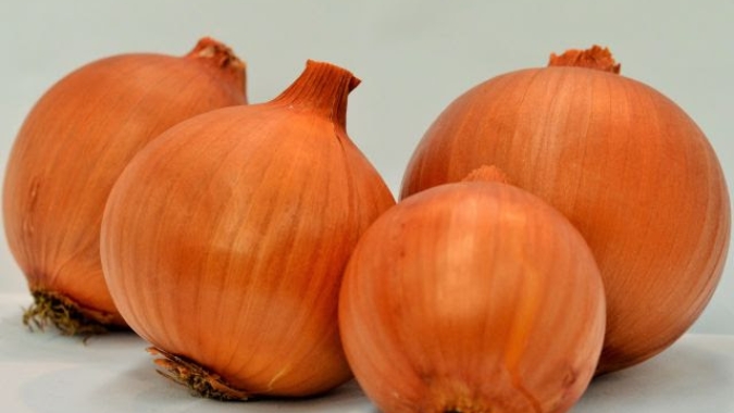 Cebola/Cepea: No Nordeste, produtividade em alta e preços em baixa