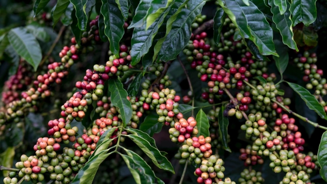 Preços do café permanecem com ganhos moderados nas bolsas internacionais na manhã desta 6ª feira (10)