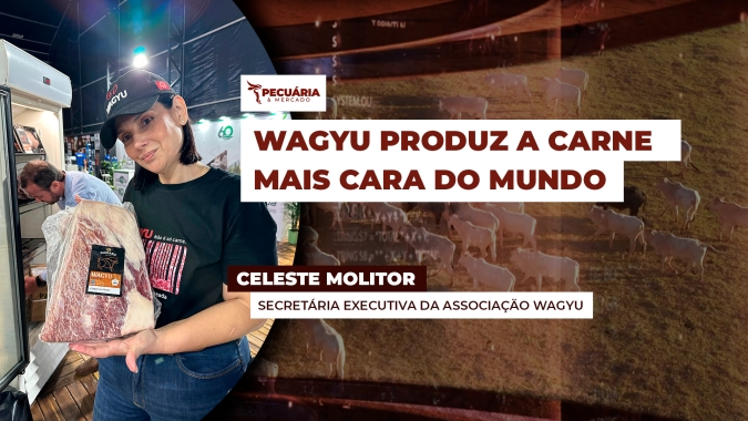 Marmoreio da carne é o diferencial da raça japonesa que já está sendo produzida também no Brasil