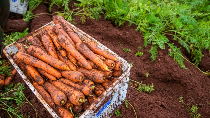 Preços de hortaliças têm queda em Minas Gerais