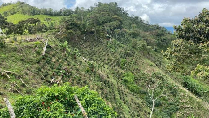O café está subindo a montanha. E o Brasil precisa correr atrás