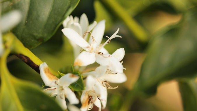 Café/Cepea: Lavouras de arábica têm boa floração, mas clima preocupa