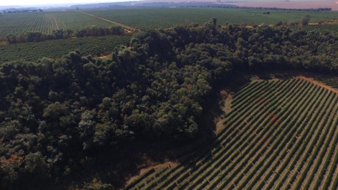 Cecafé apresenta avanços sustentáveis da cafeicultura a embaixadora da UE no Brasil