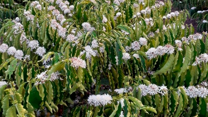 Café: clima favorece abertura de novas floradas de café arábica