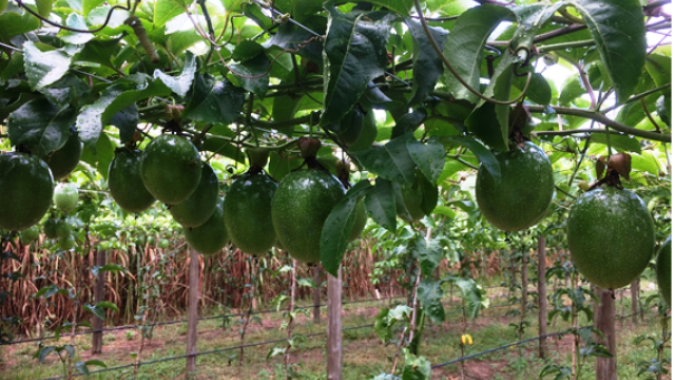 Agroconnect auxilia na irrigação de pomares no Sul Catarinense