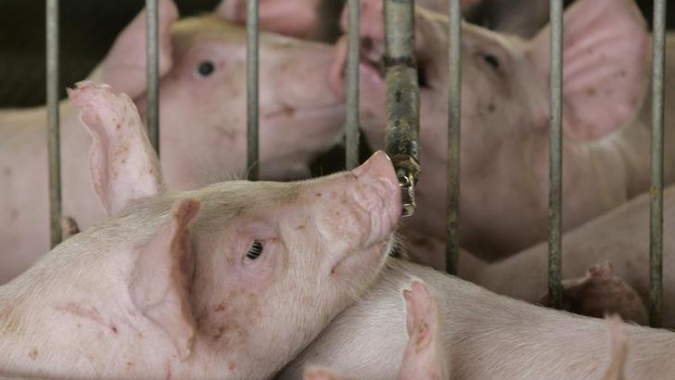 Suínos: demanda se enfraquece e preços do vivo e da carne recuam