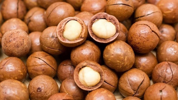 Cultivo consorciado de café com macadâmia é 215% mais produtivo e 3,2 vezes mais rentável do que sistema tradicional
