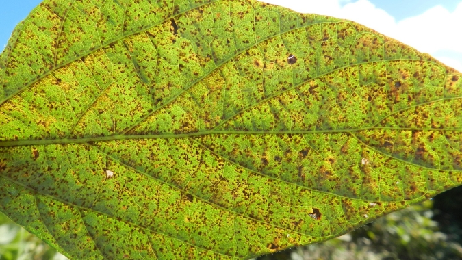As universidades UENP e UEL firmaram termo de cooperação com a Leaf Agrociências para o desenvolvimento um biofungicida, para controle da ferrugem asiática na soja