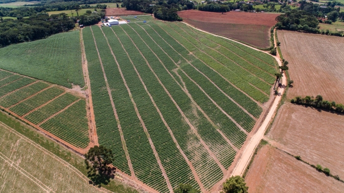 Preparar bem o solo é fundamental para uma safra mais próspera