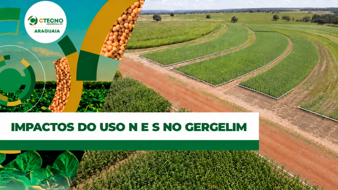 Uso de Nitrogênio e Enxofre para potencializar produtividade do gergelim em solos com baixa materia orgânica