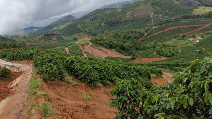 Chuva volumosa atinge arábica na Zona da Mata e causa deslizamento das lavouras; sinal ainda é de alerta vermelho em MG