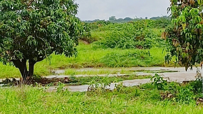 Hortifruti/Cepea: Mais um ano de La Niña no Brasil